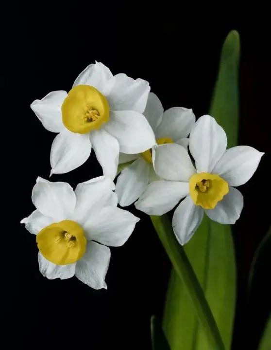 古诗词中的水仙花：飘零尘俗客再见水仙花