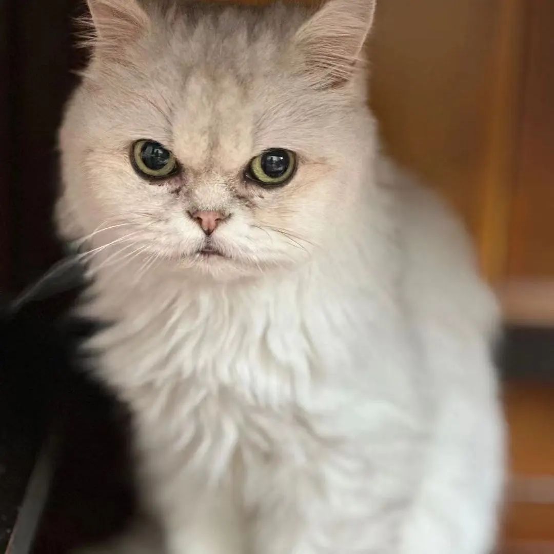 「宠物领养FreeAdopt」萌宠新生大聚会~哪位宝贝是你的最爱？