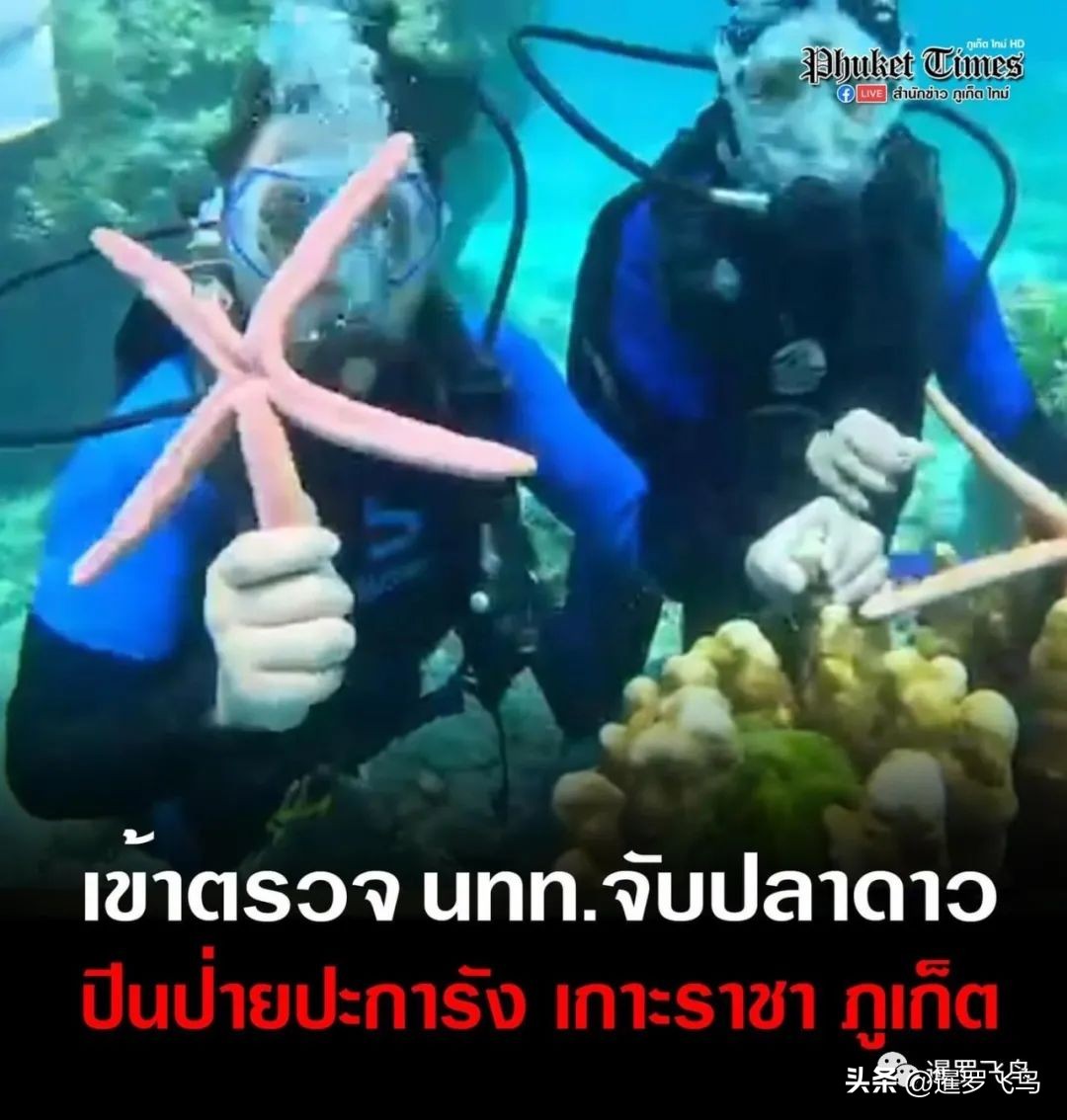 中国游客在泰国普吉岛潜水抓海洋生物拍照事件，旅游公司紧急致歉