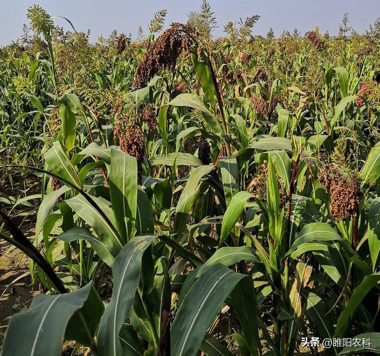 种植一亩利润20万的种植方法,种植效益好的种植项目