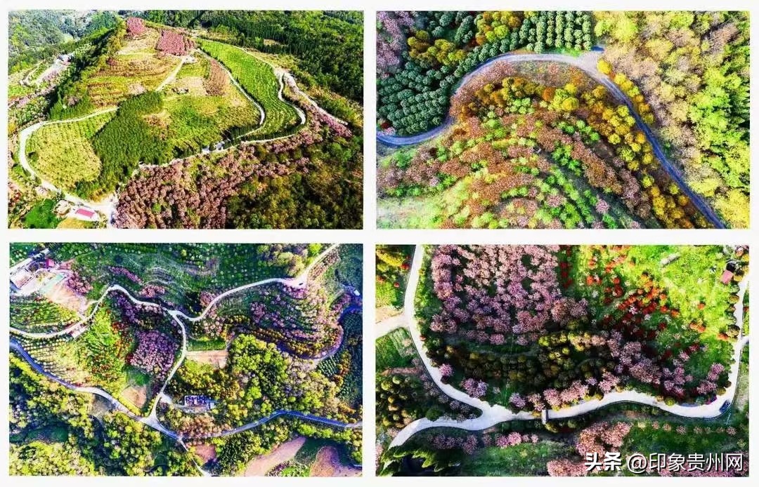 贵阳今年最好玩的赏花好去处推荐,贵阳十大赏花地推荐