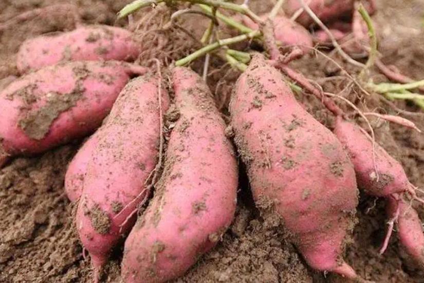 红薯苗移栽前注意事项,栽种红薯苗时如何施肥