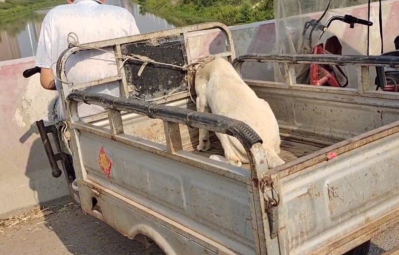 被主人抛弃的拉布拉多被人捡了,拉布拉多犬走丢一年后看见主人