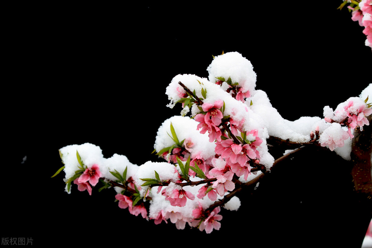 下桃花雪是什么预兆,三月下鹅毛大雪什么征兆