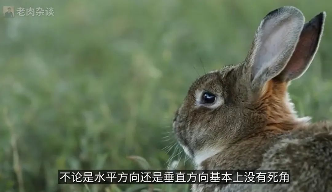 万万没想到，有一天，我们会被动物“教做人”！