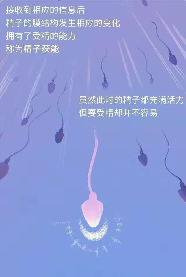 精子进入女性体内，会发生什么？有些刺激（漫画）