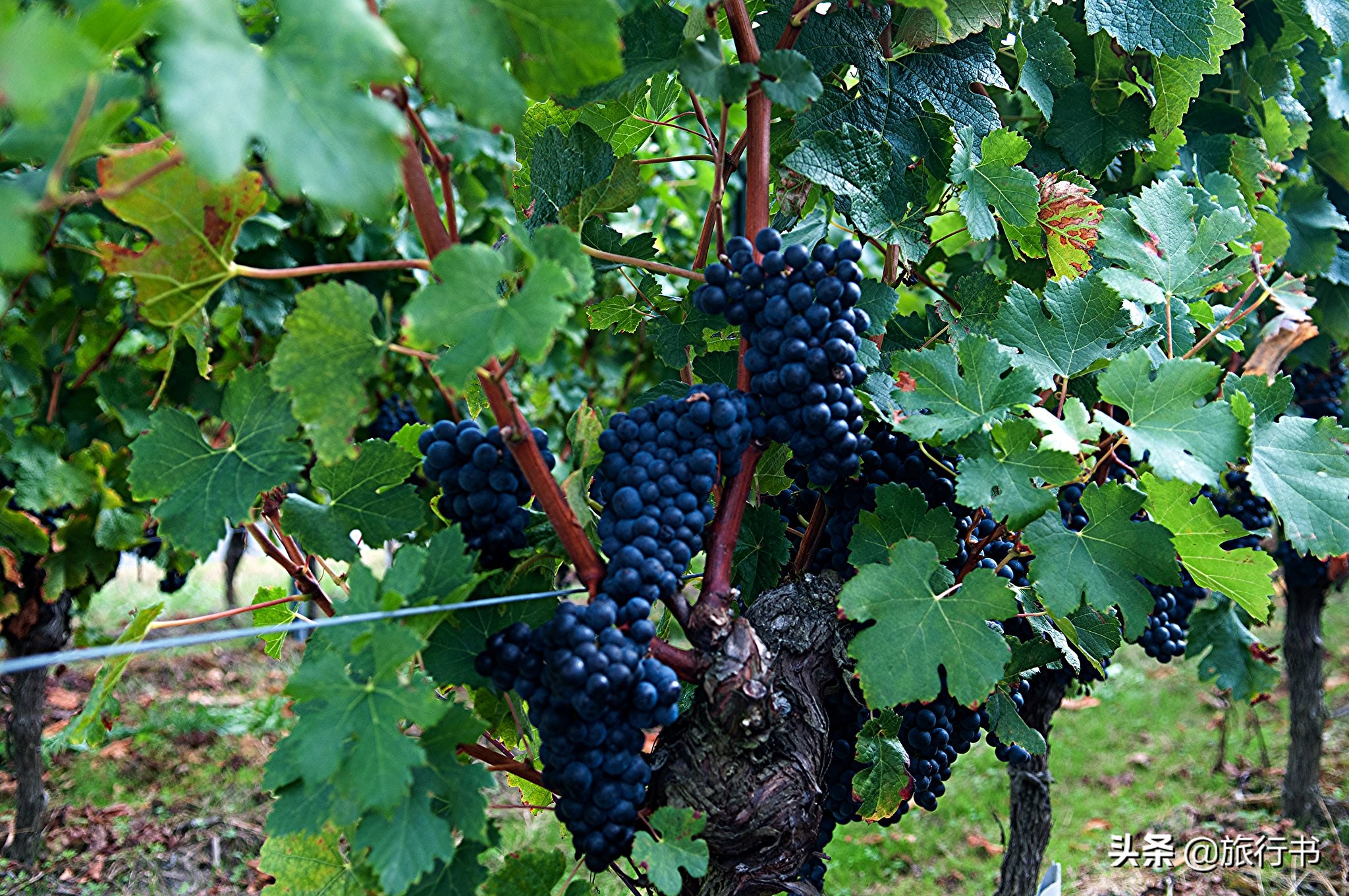 智利葡萄酒和法国葡萄酒哪个好喝 (智利的葡萄酒和法国葡萄酒的区别)