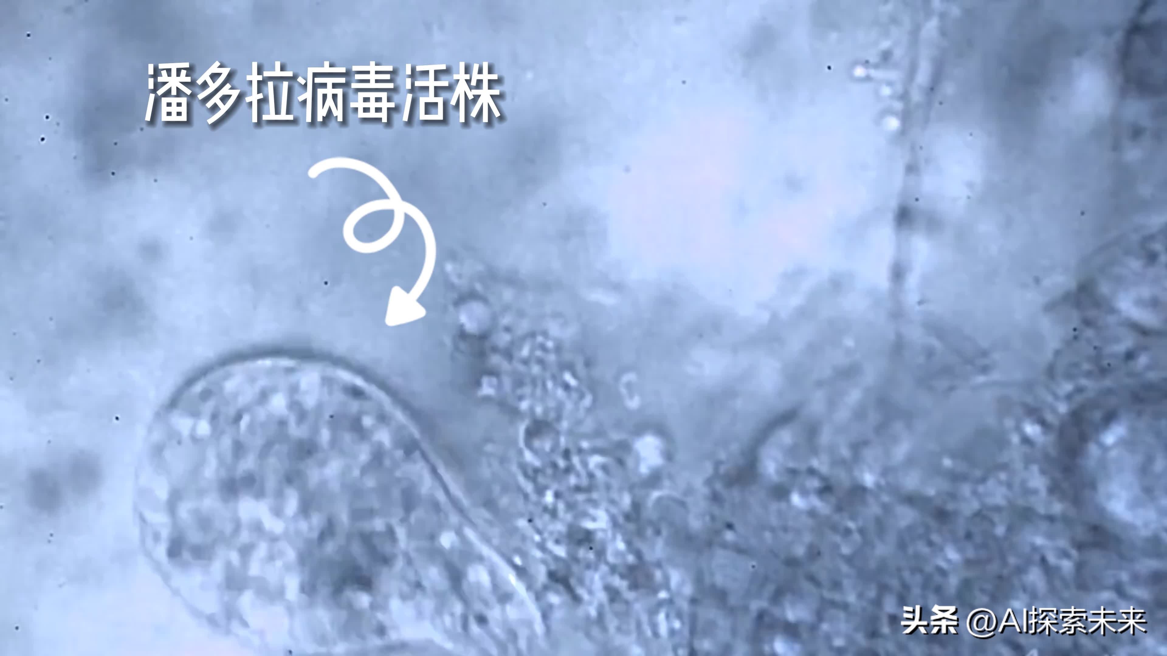 潘多拉病毒是怎么形成的,潘多拉病毒是几年前灭绝的