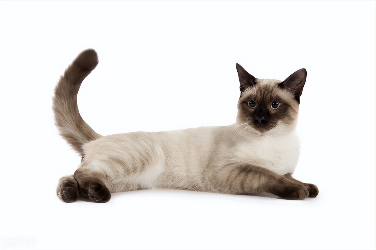 暹罗猫跟布偶,暹罗猫和布偶猫什么区别