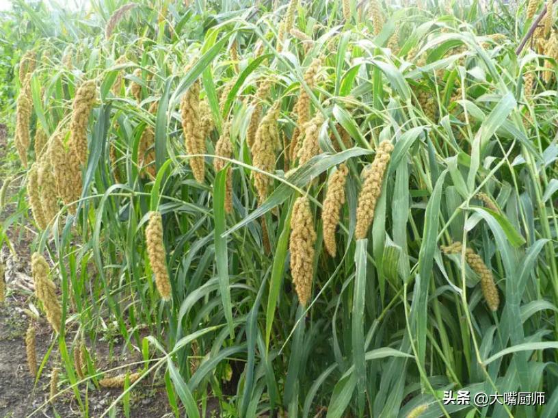 长的跟麦子一样的叫什么米,小米和黄米区别是什么