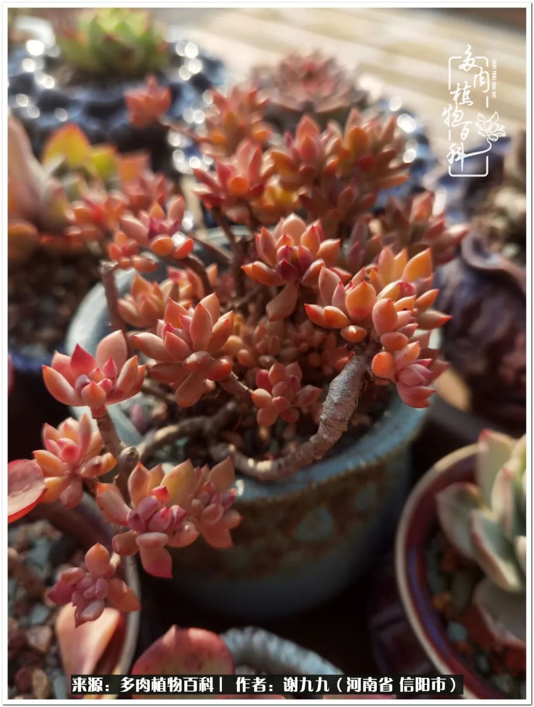 与多肉植物在一起的感怀,与多肉同行