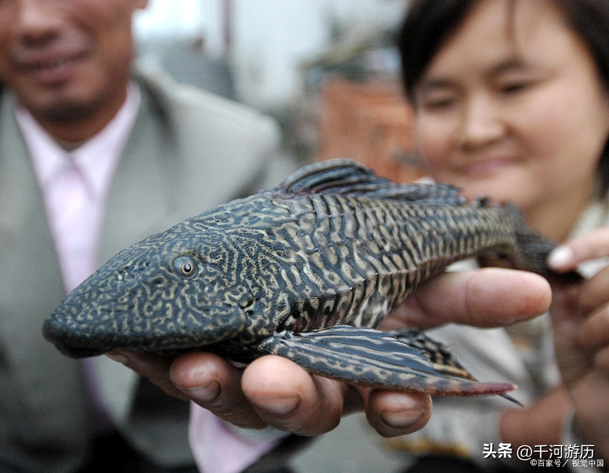 广东红火蚁怎么治,广东发现红火蚁要找哪个部门处理