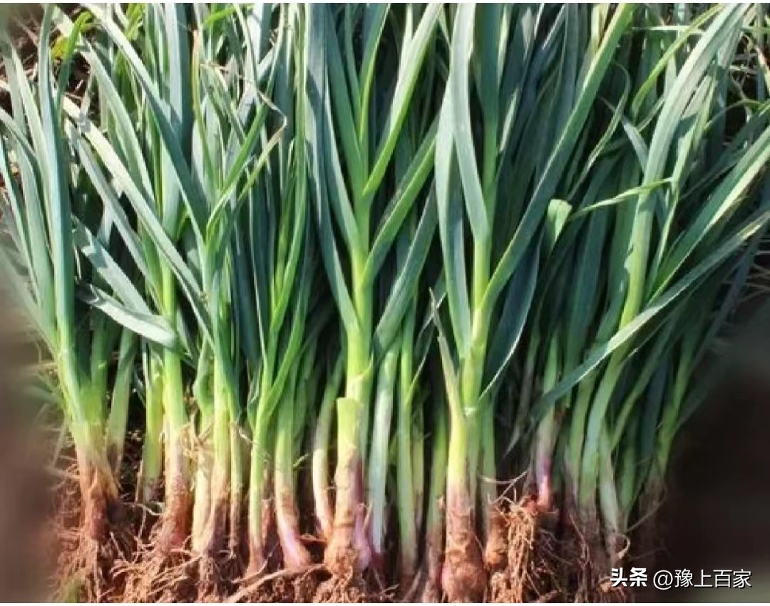 独头大蒜和普通大蒜的区别,脖子上套大蒜有什么科学依据吗