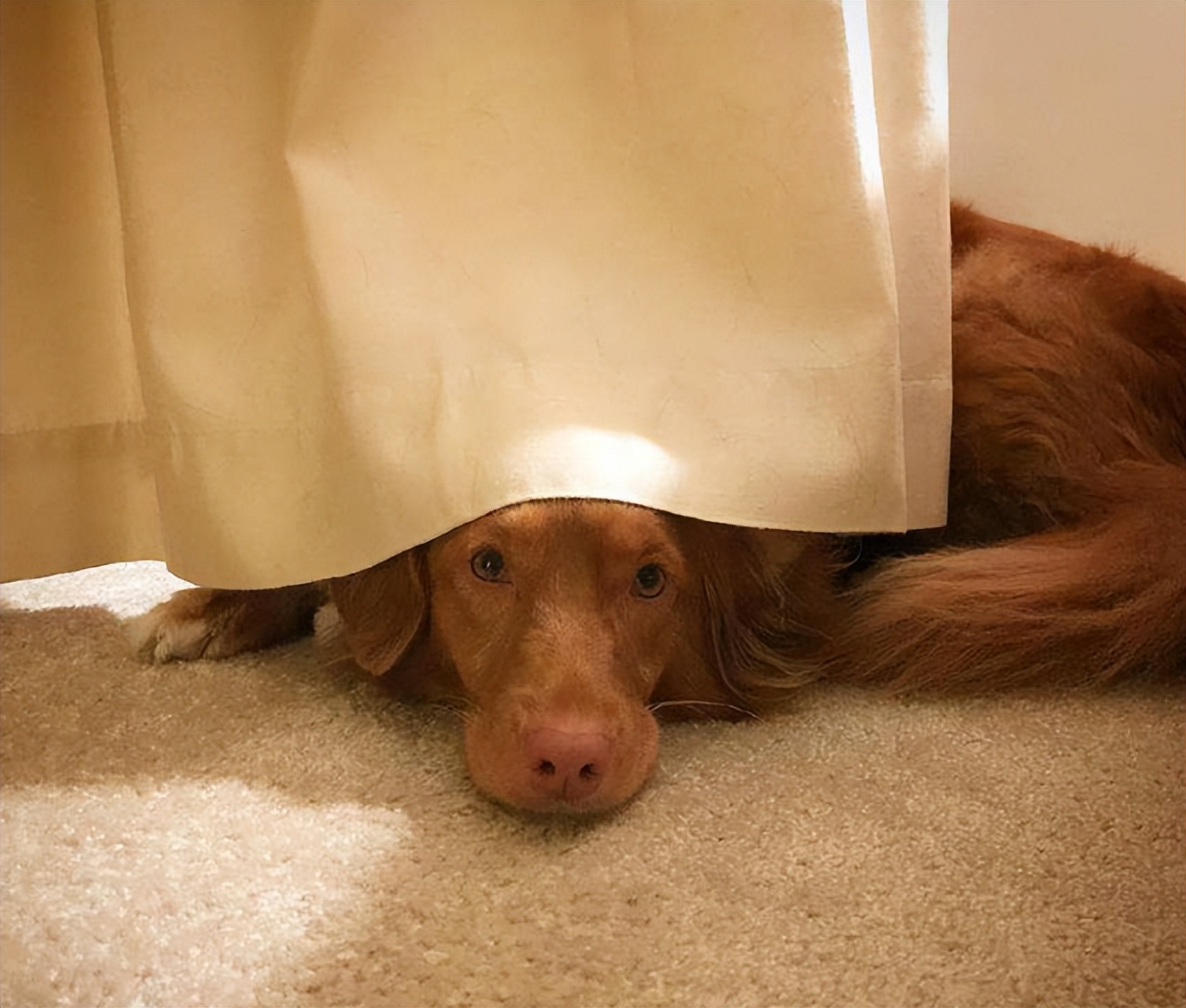 狗狗生气的十大表现是什么,宠物狗生气了有什么表现