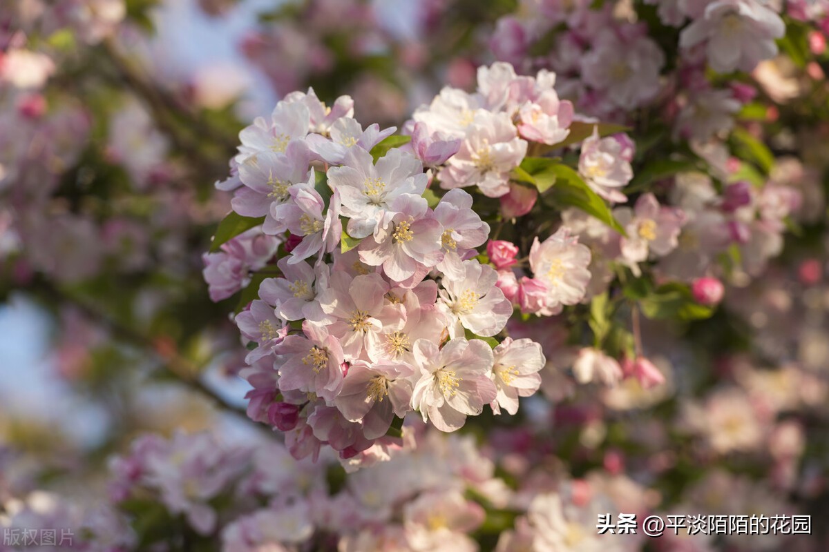 院子种什么花最好风水最旺,院子适合种什么树或花风水好