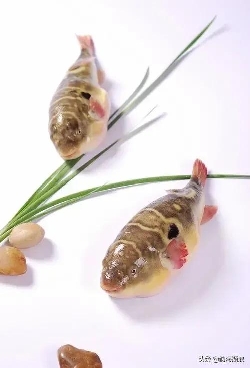 吃河豚闹肚子,会生气的河豚的笑话