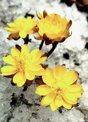 冰凌花享有林海雪莲之美称,牡丹江林海雪莲冰凌花悄然盛放