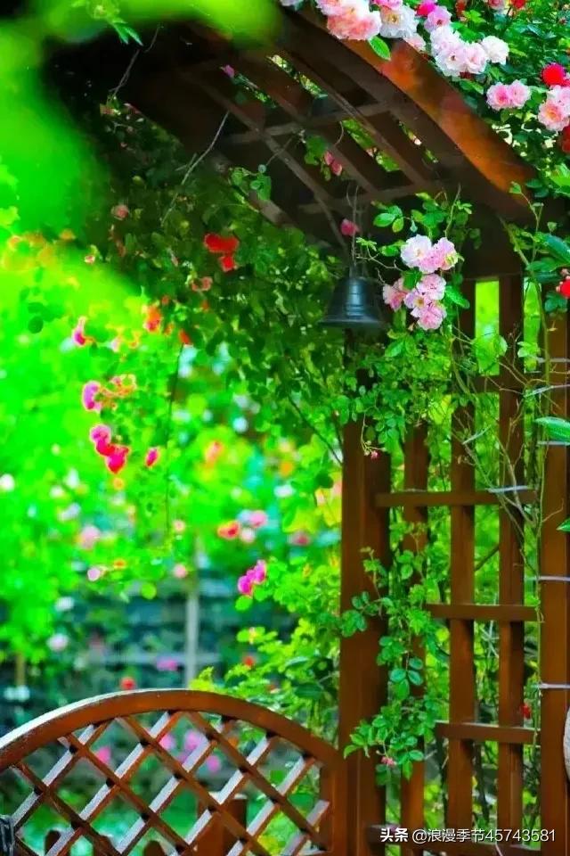 爱与慈悲散文随笔,心有慈悲美文