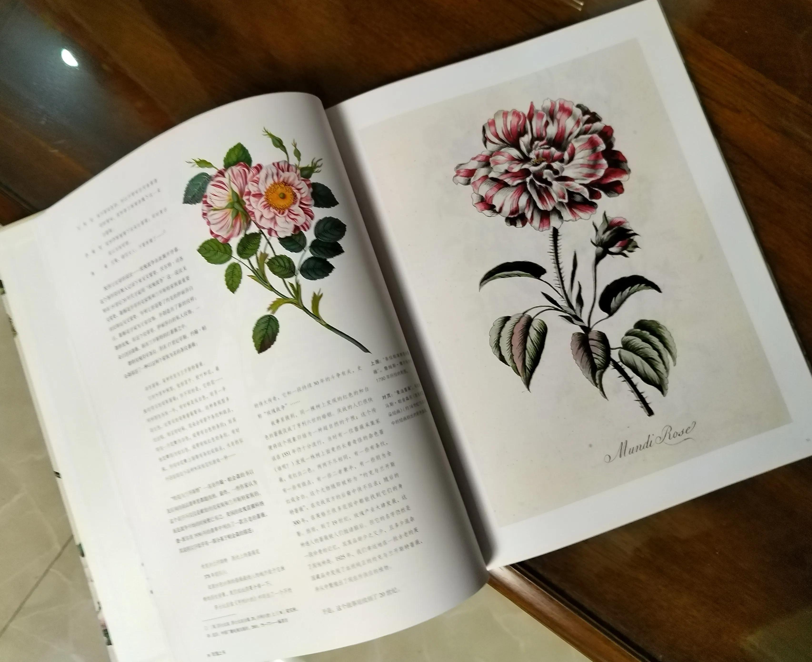 19朵香槟玫瑰花语的含义,6朵粉玫瑰花朵数代表含义