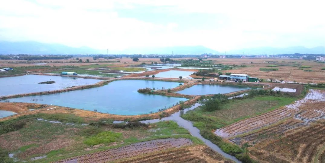 三农洞察小龙虾养殖,2022小龙虾养殖业形势预判