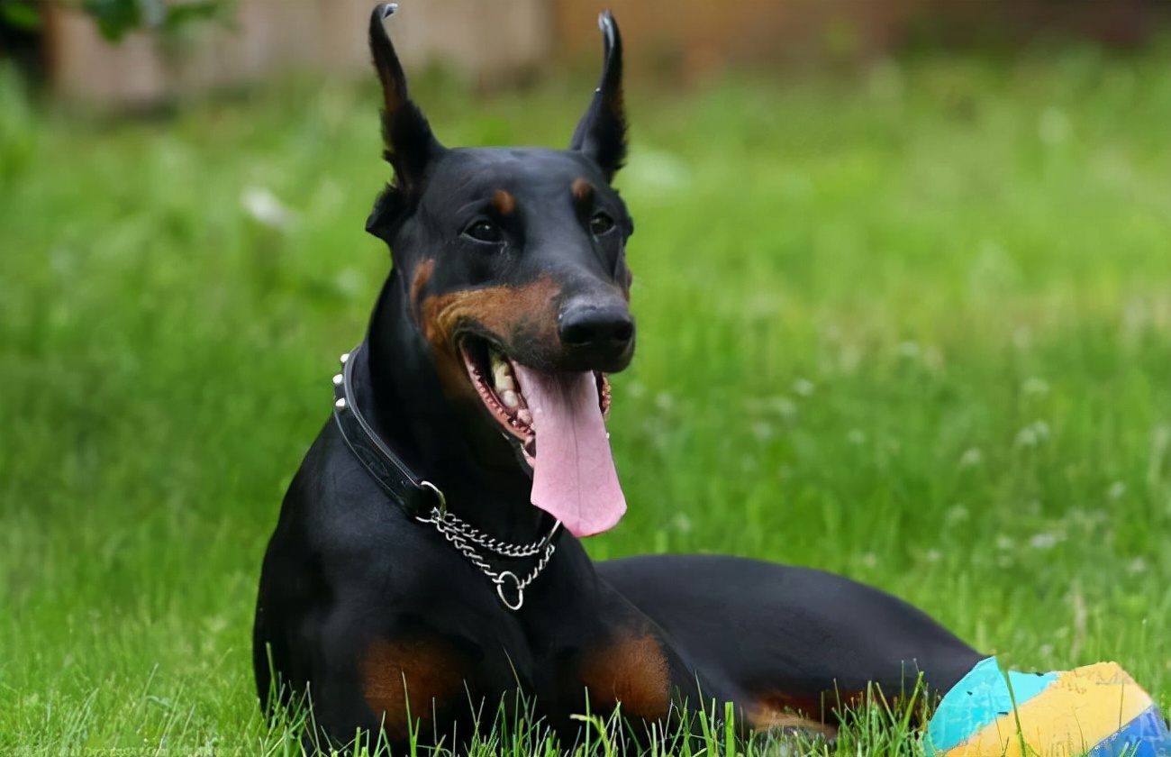 为什么不能养杜宾犬呢,网友劝不要养猫