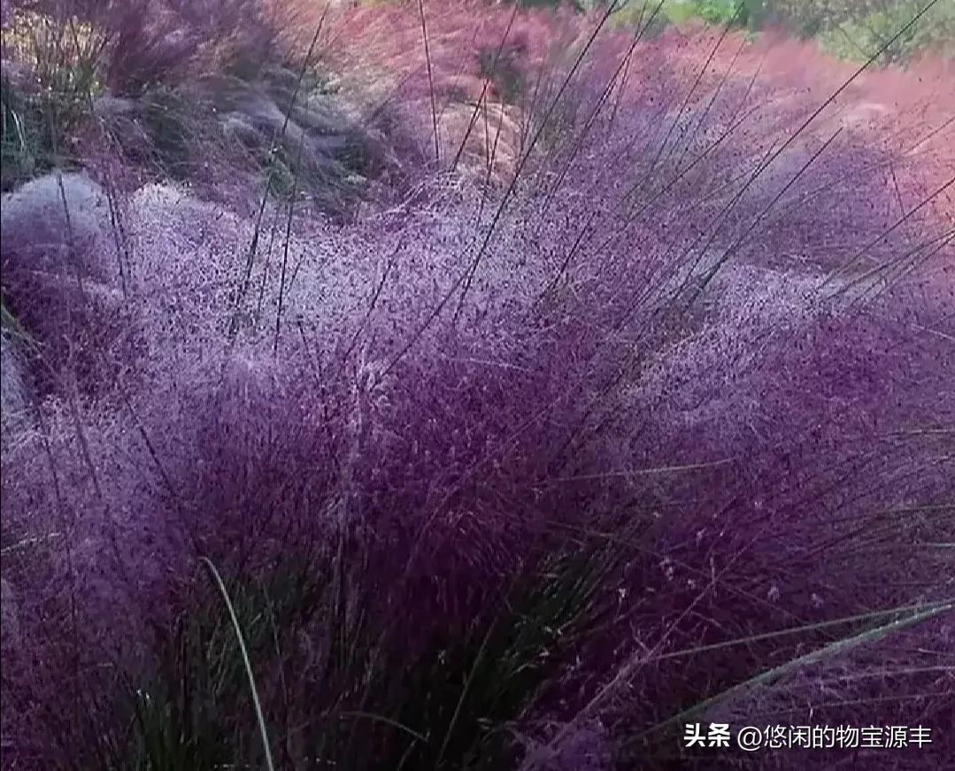 我的老父亲完整版,我的老父亲歌曲