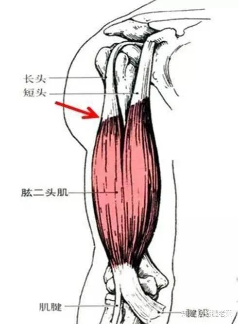健身屈肘外旋肩部疼痛,外旋屈肘