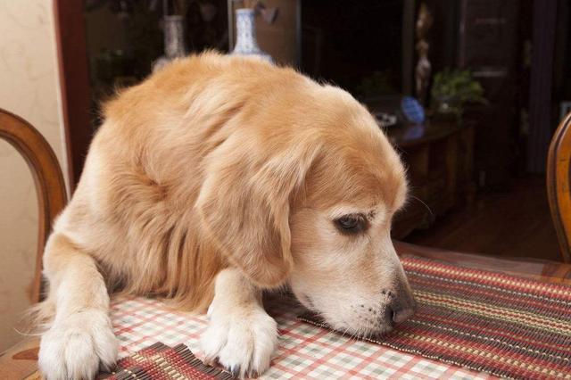 金毛积食引起的拉肚子怎么办,金毛幼犬拉肚子呕吐该喂什么东西