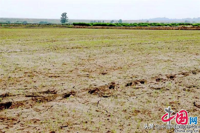 特色种植助农奔小康,瓜果飘香迎收获特色种植助农增收