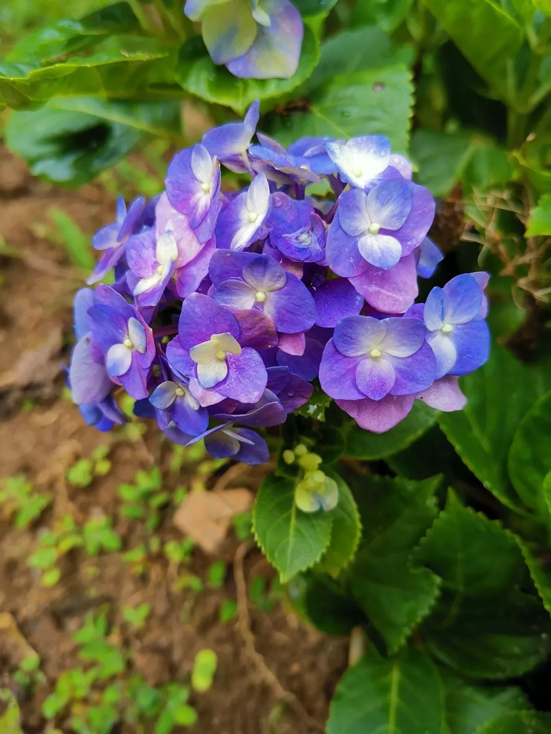 可爱妖娆的小精灵，超过瘾|这里的狐猴也太好撸了吧！