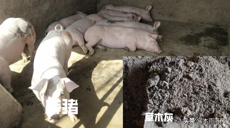 草木灰防大蒜锈病好不好,草木灰治大蒜锈病吗