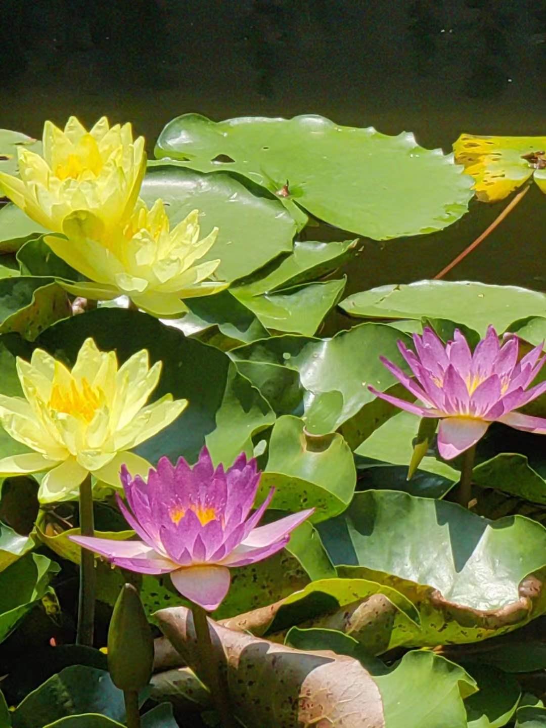 夏天厦门三亚北海到底选哪个好玩,厦门夏天哪个景区最好