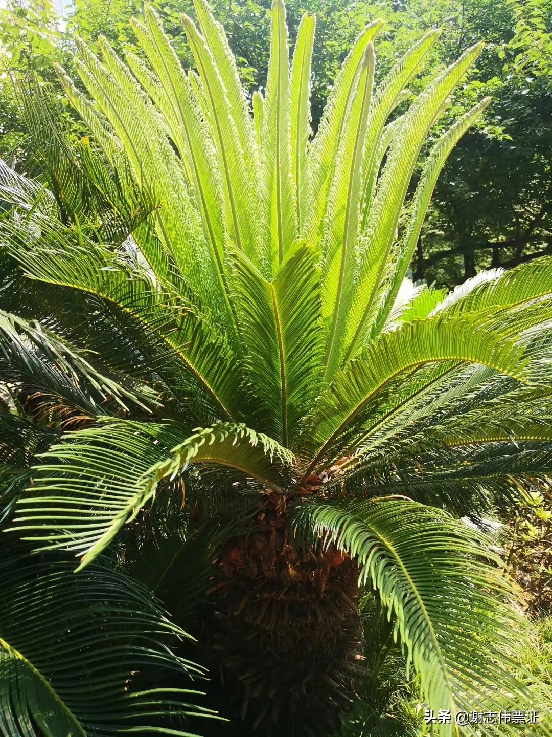 独特的苏州风情（073）铁树长出了新叶片