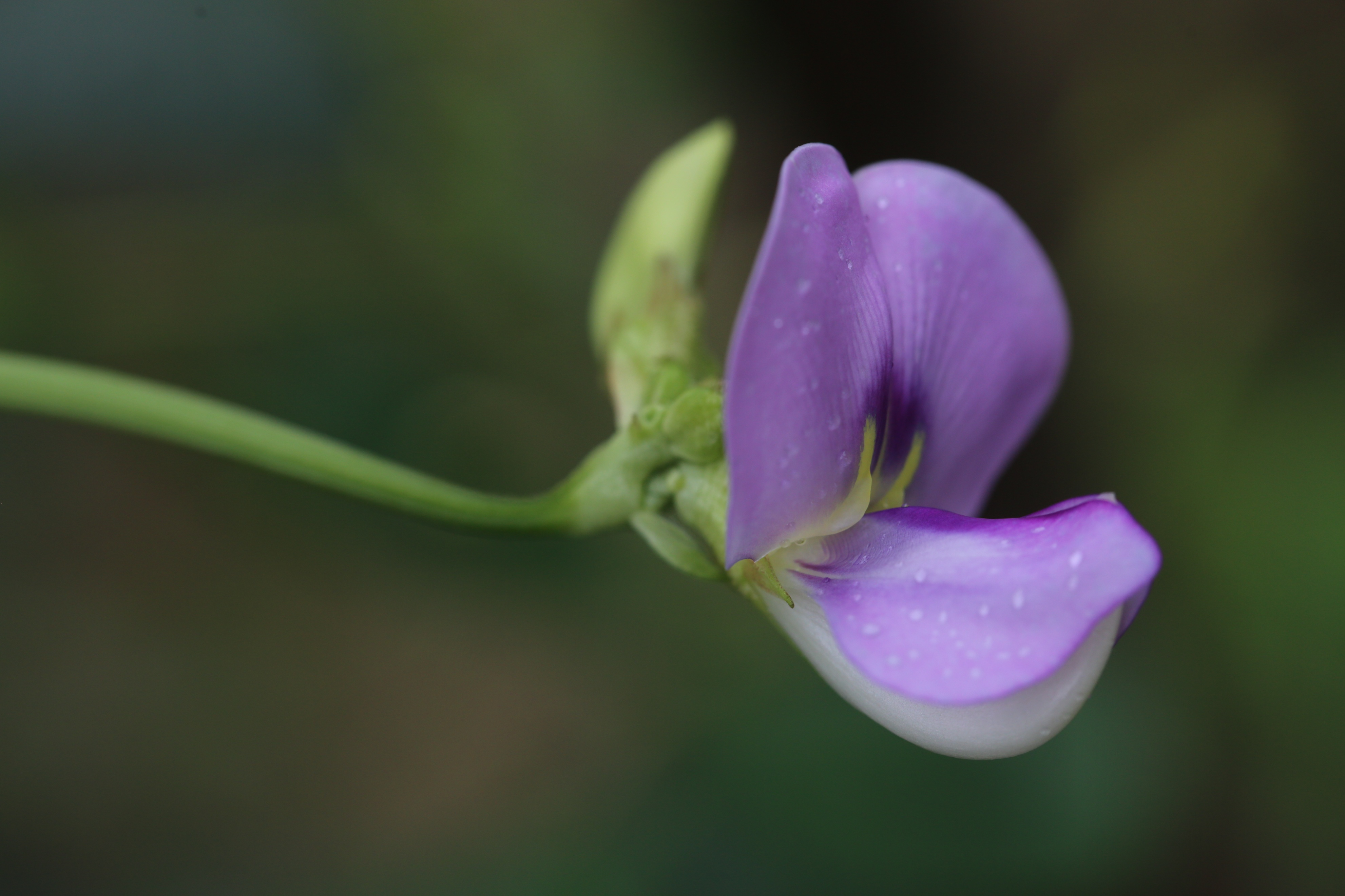 如此梦幻之花您不一定认识哟