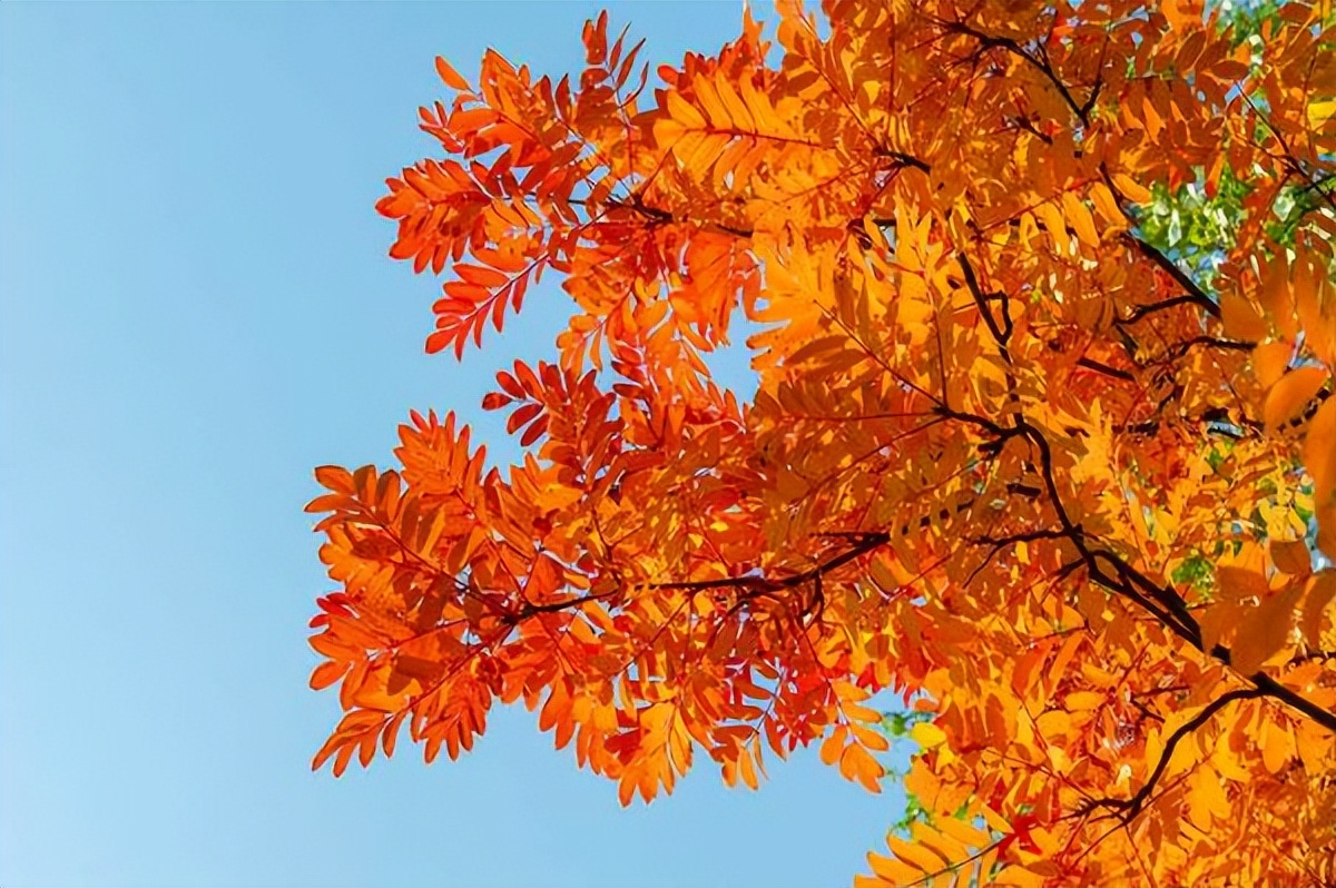 荒山种什么果树最赚钱,50亩荒山种什么果树最好