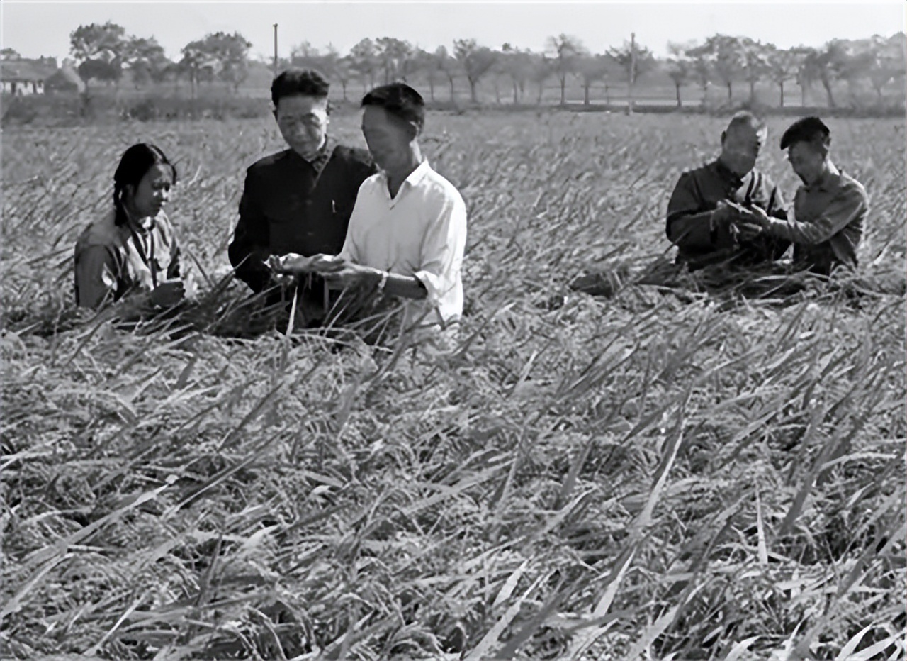 袁隆平让我心生敬意,袁隆平我敬佩的人征文