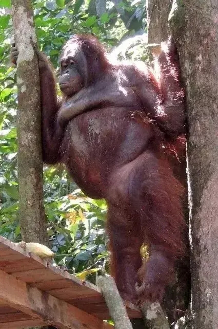 红毛猩猩被囚六年，培养成泄欲工具，身上溃烂也得接客