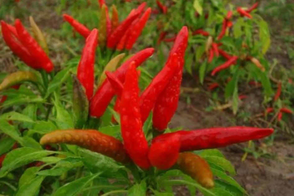 贵州遵义市王勇,贵州遵义市房价