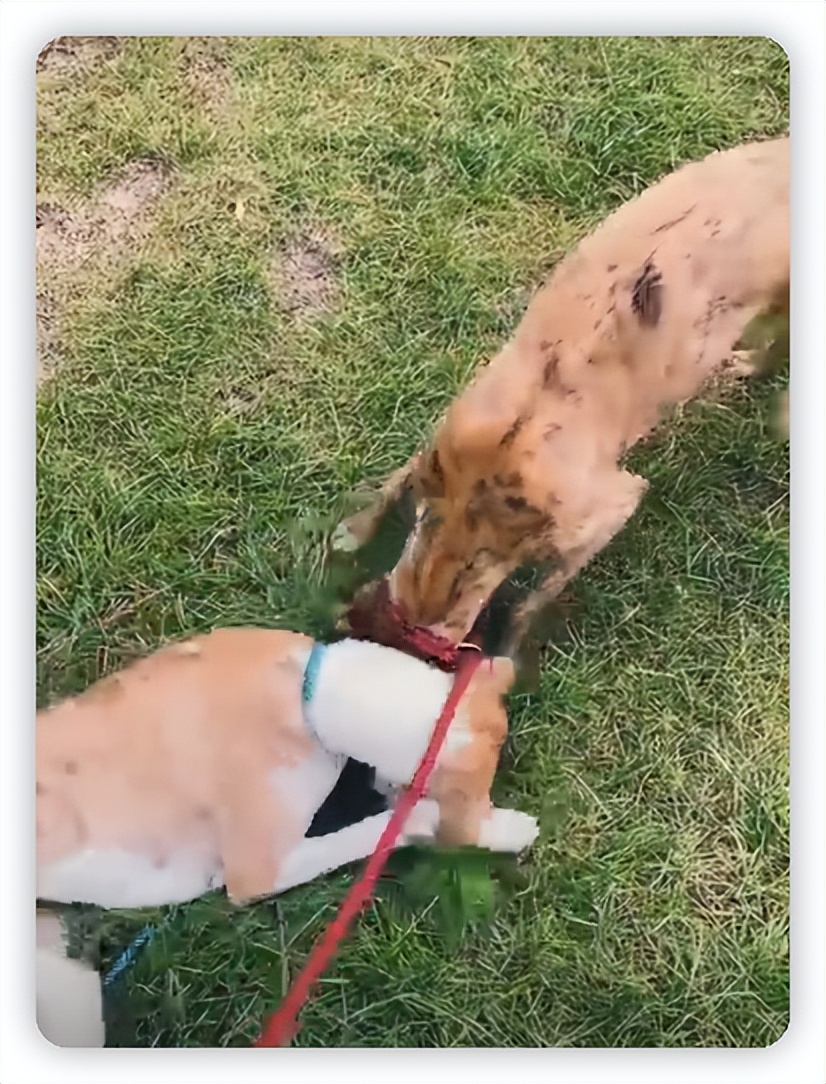 彭于晏去澳洲,彭于晏最近的机场照