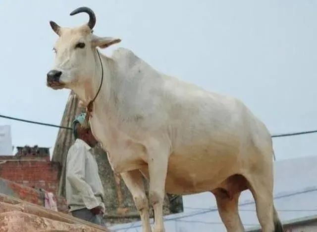 印度牛粪是第几产业,外国人看印度牛粪产业