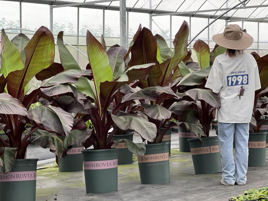 园艺电商怎么做好营销工作,园艺电商怎么做好营销