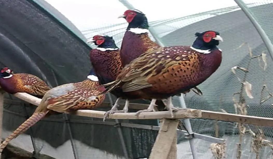 2017年商贩买了只怪鸟，卖150元都没人要，被抓才知是牢底坐穿鸟