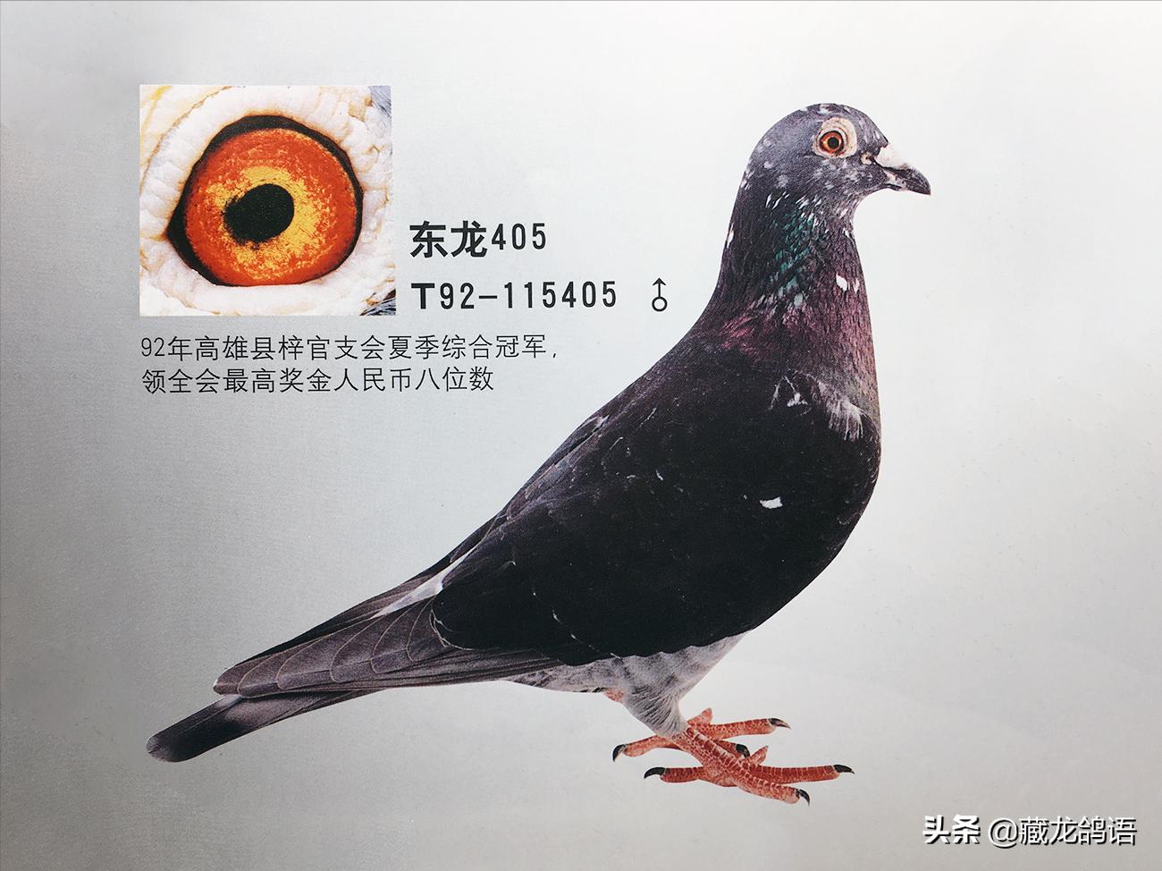 杰夫·冯·莱尔谈赛鸽的鉴赏与鸽舍的管理