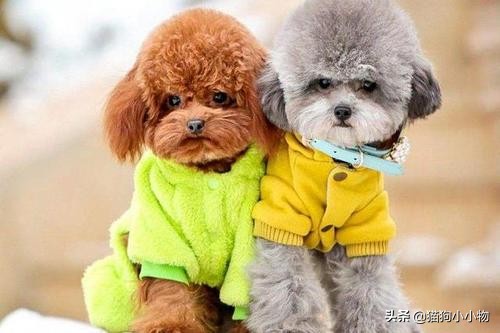 泰迪露肚皮是什么意思啊,泰迪露着肚子躺着睡觉