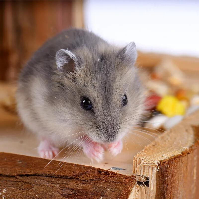 布丁的最终结局,布丁去世