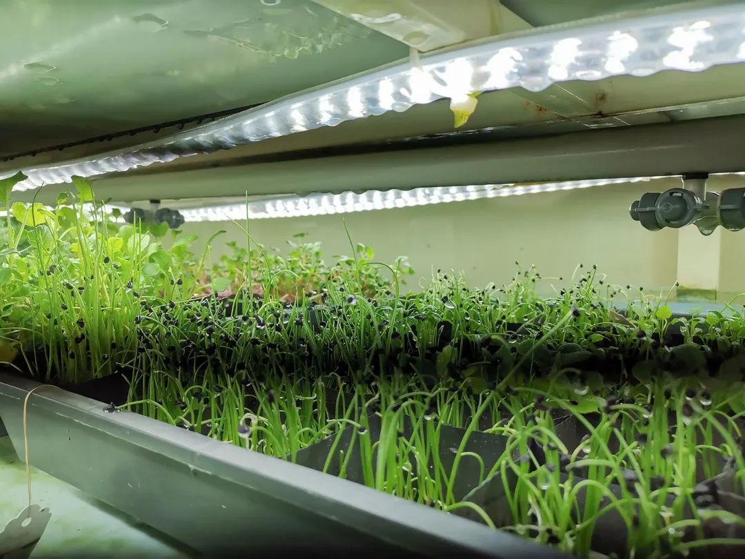 世界杯梅西c罗lv,世界杯梅西c罗