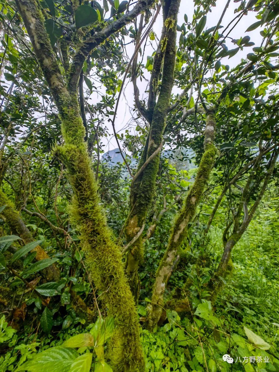 鹤峰走马葛仙米价格,鹤峰特产葛仙米怎么吃