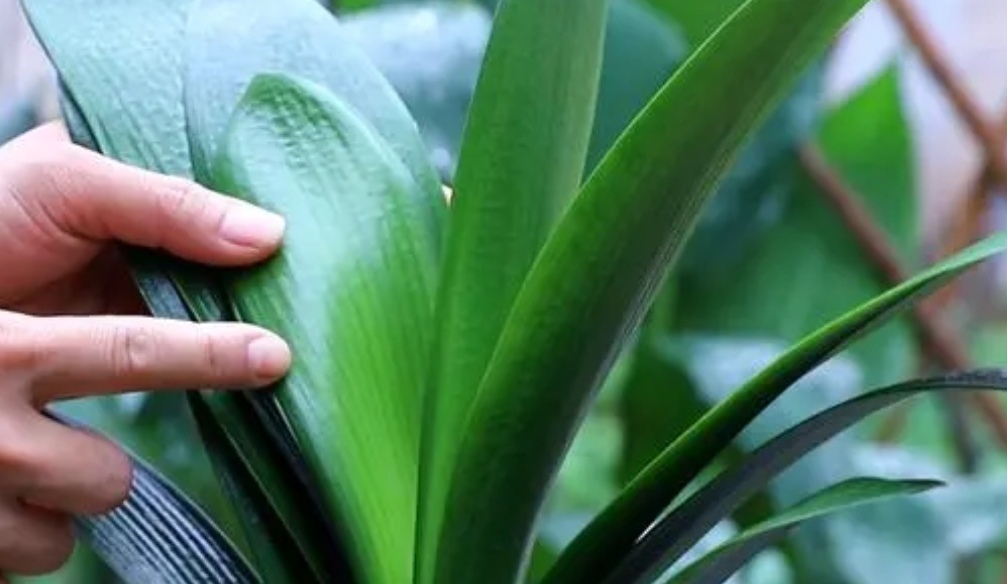 养君子兰叶亮开花多全靠4个诀窍,君子兰顺口溜大全