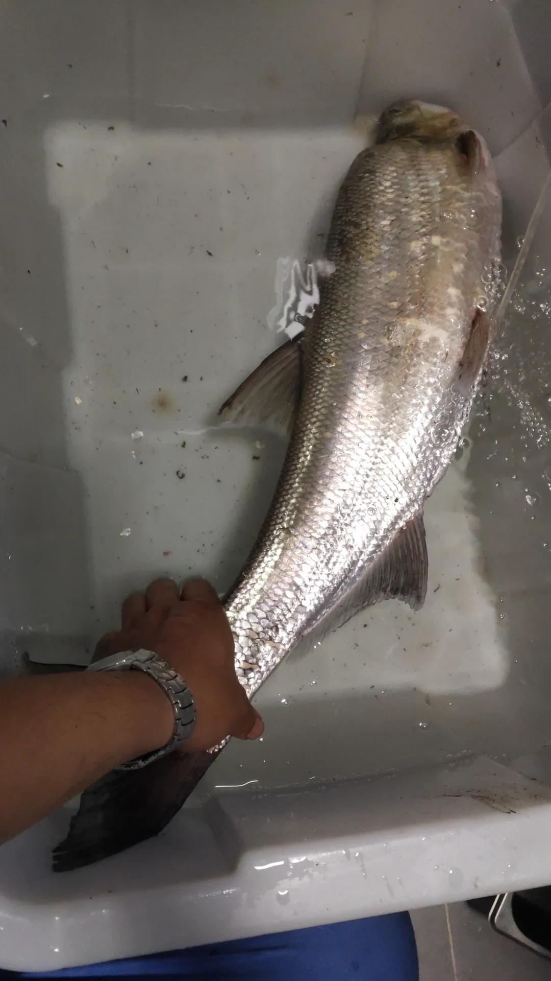 路亚钓翘嘴的正确方法和技巧,路亚翘嘴怎么钓有什么技巧和动作