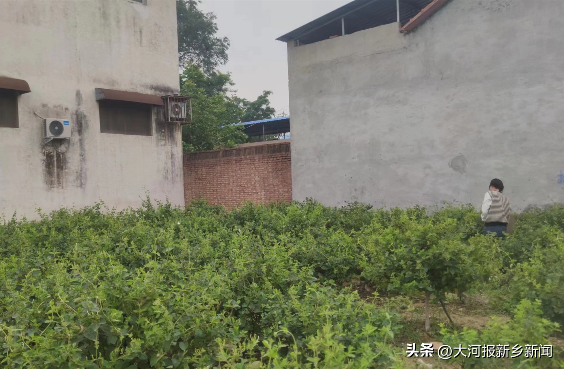 小小金银花铺就致富路,发展金银花助力乡村振兴